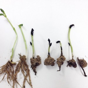 seedlings on display