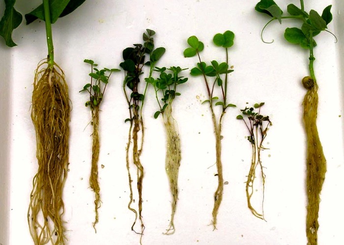 root rot in a pea plant