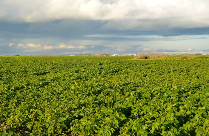 soybean field