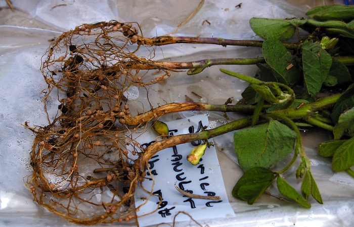 Nodules on a soybean plant.