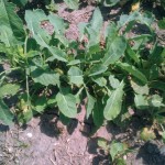 Plants in the affected areas had smaller, thinner leaves. The newest-formed leaves out of the growing point in the problem-area plants were slightly cupped and starting to yellow.