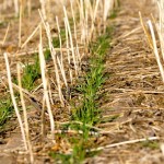 winter wheat emerging