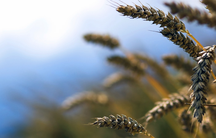 wheat field
