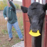 calf with nose clip