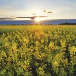 canola field