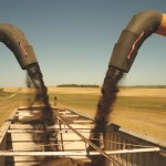 augers moving canola seed
