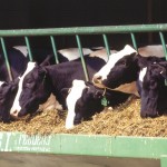 dairy cattle eating hay