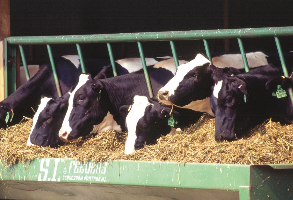 dairy cattle eating hay