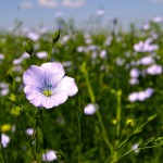 Demand for flax is gaining momentum as China becomes what appears to be an unquenchable beast.