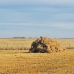 pile of flax straw