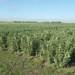 fababean crop