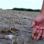 Soybean plants damaged by hail.