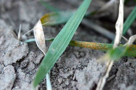 stripe rust on winter wheat