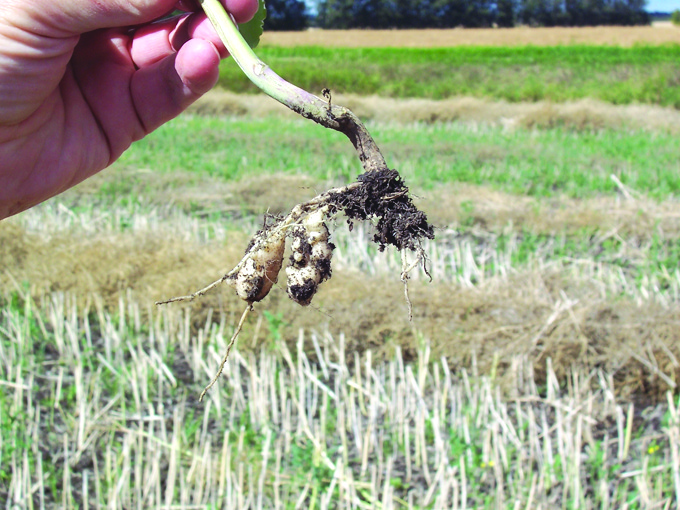 clubroot in canola