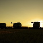 three combines at sunset