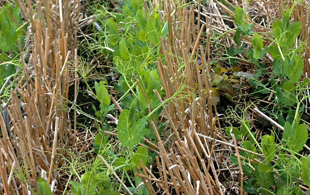 pea plants in stubble
