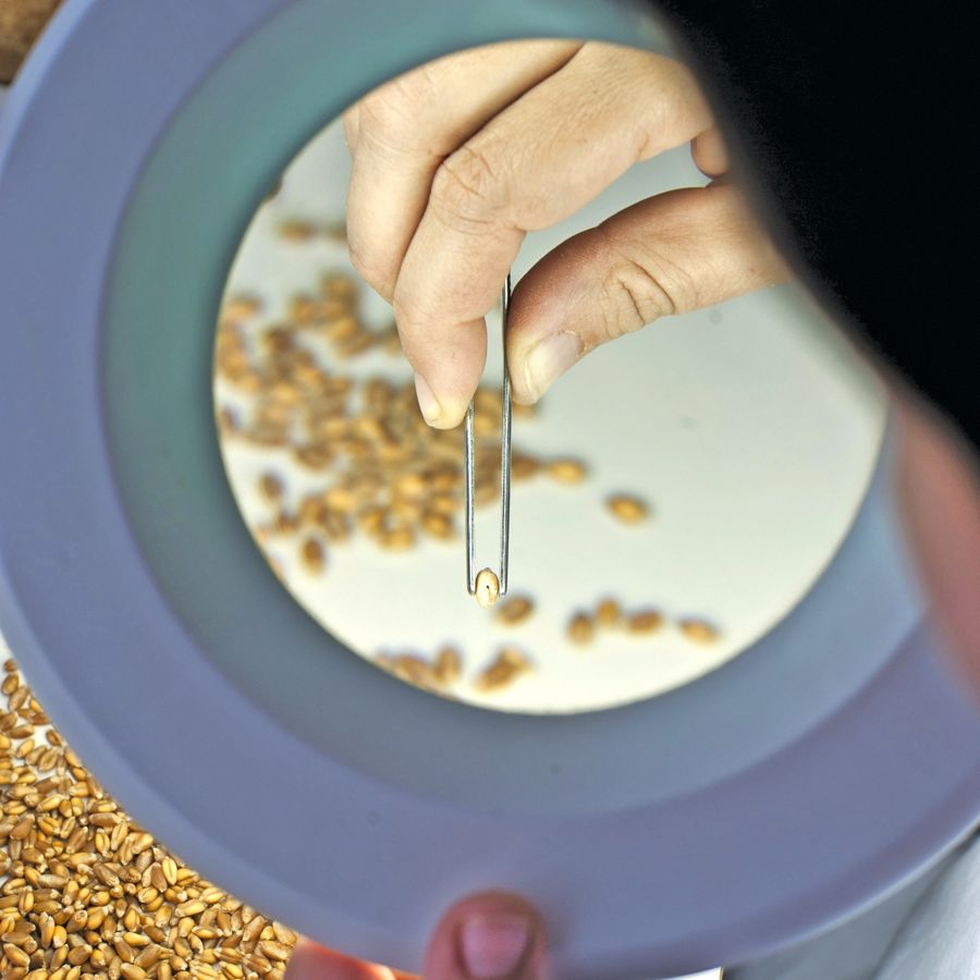 wheat being viewed under a magnifier