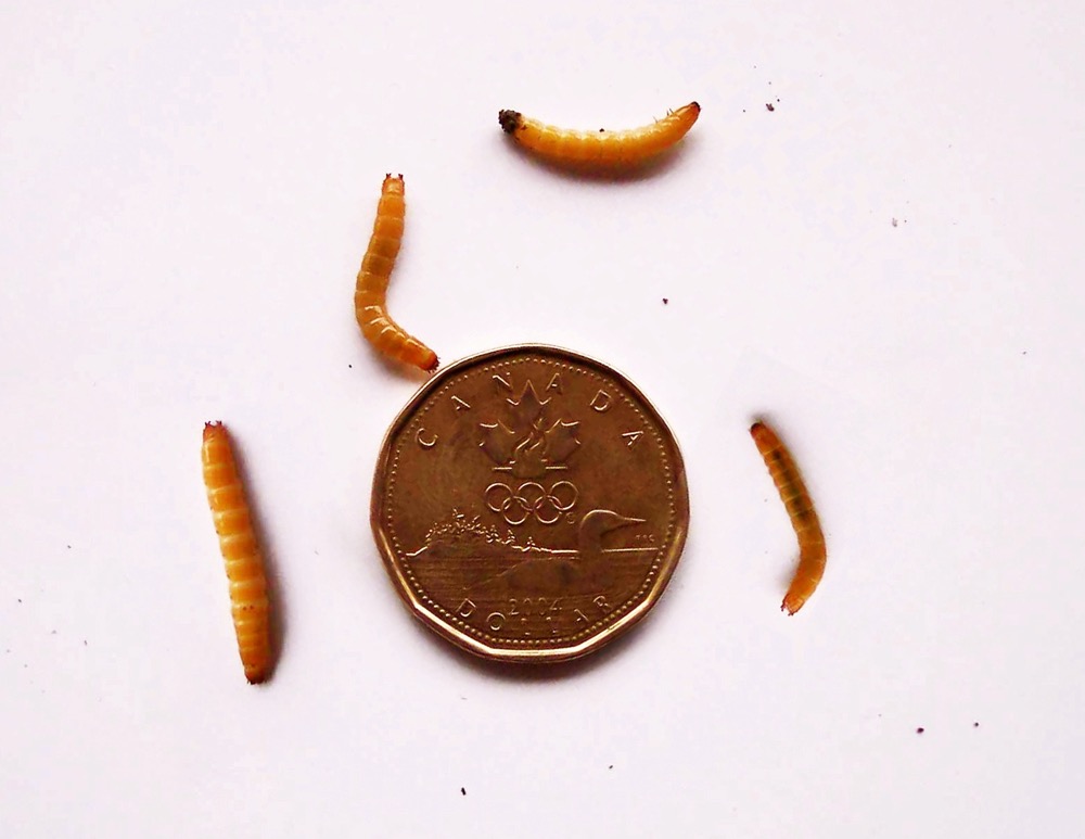 wireworm larvae beside a coin