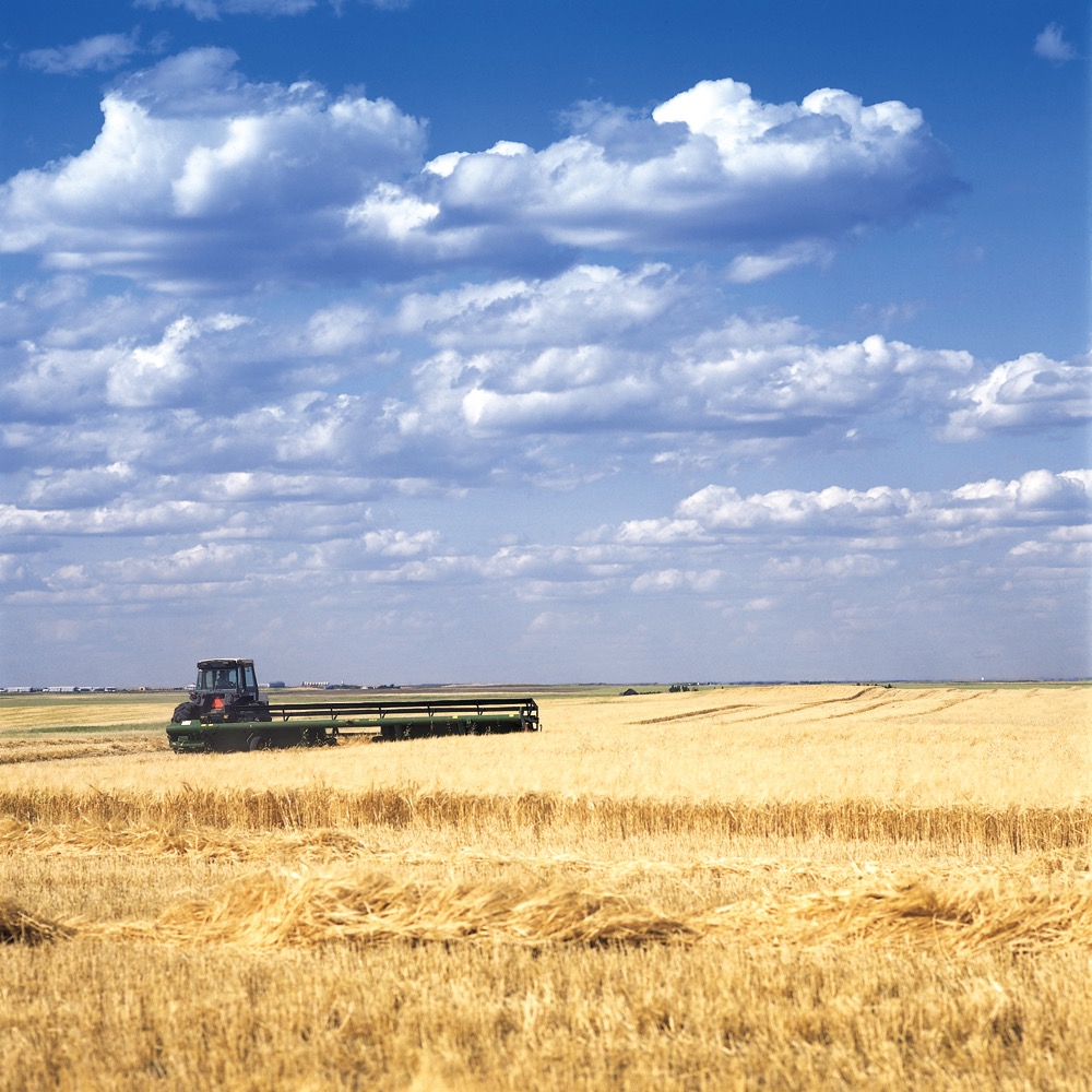 swathing barley in the field