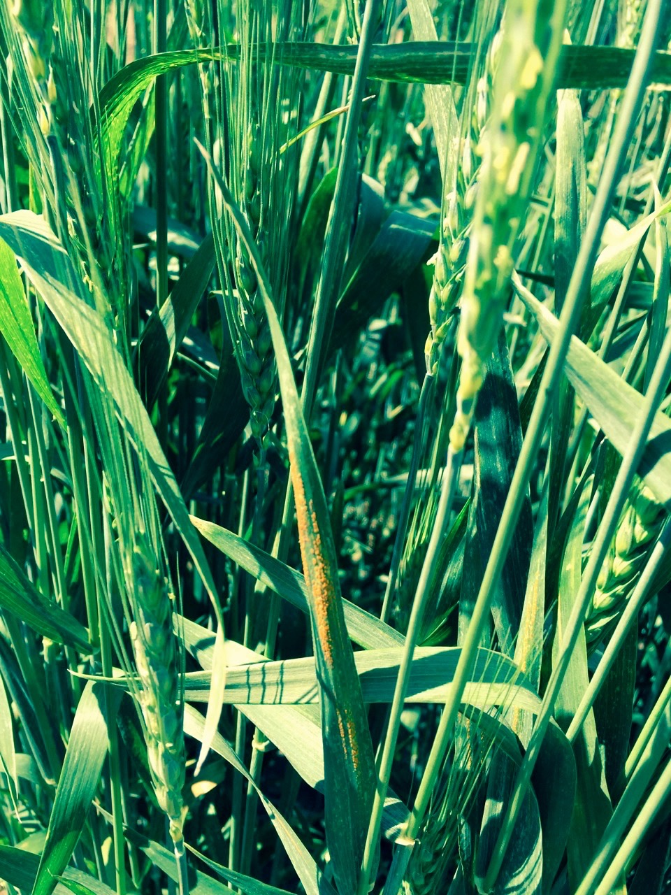Stripe rust on winter wheat in Brooks, Alta.
