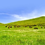 cattle on a lush green pasture