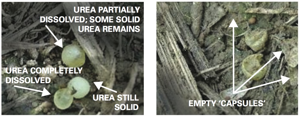 spent fertilizer urea capsules