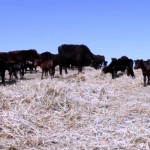 cattle grazing on a pasture