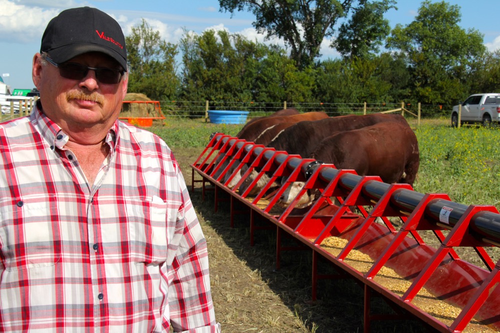 “A few years ago Dennis McMorris got tired of packing buckets of grain to feed his 350 head of cattle on his farm near Balcarres, Sask. Seaching for “that better way” he eventually developed the Bovine Bucket feeding system which has gone through extensive research and development improvements over the years. The system includes an overhead hopper on one end of the feed auger. The computerized control panel can be set so the auger delivers and drops a measured among of grain out along the feed trough on whatever timing schedule the producer wants. The unit comes in whatever length needed for any size herd. McMorris says he set up the system on his farm so he could feed four different groups of cattle with one Bovine Bucket system — feed grain or ration to a herd of pregnant cows, for example, move them out, then open a gate and bring in a group of weaned calves and so on. The Bovine Bucket was one of the exhibitors at the first-ever Ag In Motion farm show this week near Saskatoon. Along with the Bovine Bucket there were other displays of livestock handling and management equipment. The livestock component of the outdoor farm show will be expanding in future years. For more information on the Bovine Bucket visit their website at: www.bovinebucket.ca.