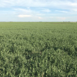 Our peas were looking good (touch wood) on June 25.