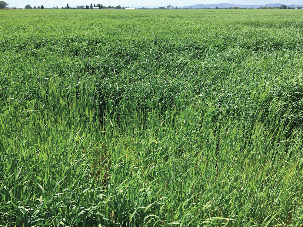 This photo shows uneven growth in a Montana barley field on June 22. The field is highly infested with cereal cyst nematodes.