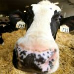 Test for, treat ketosis early in dairy cattle