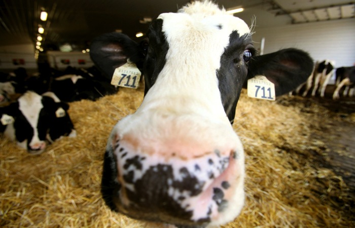 Test for, treat ketosis early in dairy cattle