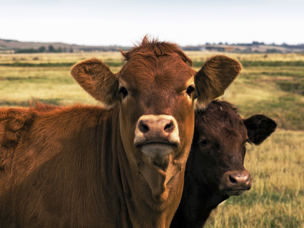 Cow and a Calf