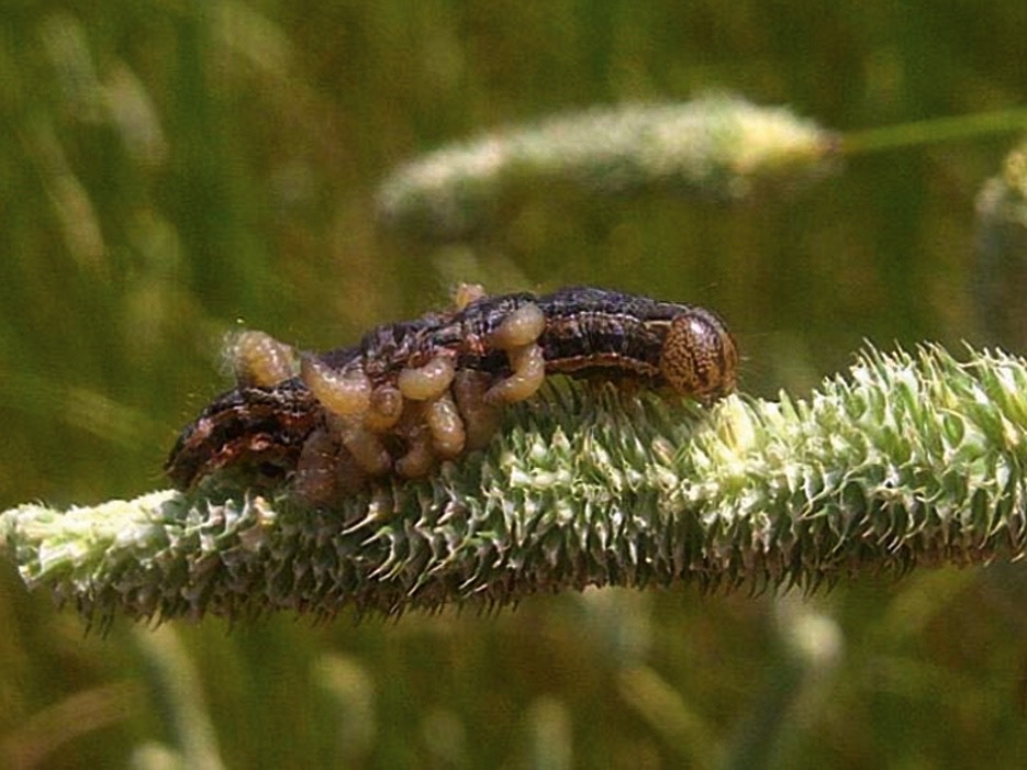 Larvae of a parasitic wasp emerging from an armyworm.