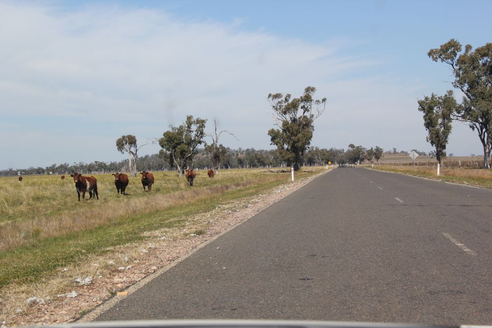 Unfenced "long paddocks" or "stock routes" are a holdover from the days when "drovers" moved stock to market in traditional cattle drives. Farmers can apply to graze their herds on these open ranges during times of poor pasture caused by drought. There is nothing to keep them off the roads in these areas.
