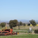 Winter canola blooms in New South Wales, Australia.