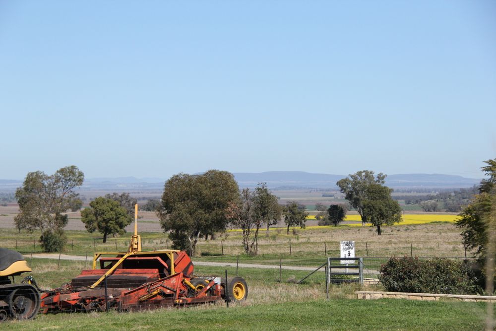Winter canola blooms in New South Wales, Australia.