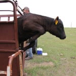 A heifer calf leaps to freedom after being ear-tagged and vaccinated, near Brightsand Lake, Sask.