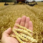 Hand and harvester
