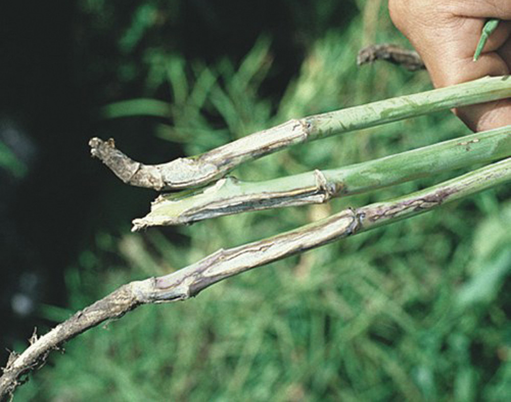 When scouting, pull plants. This photo shows blackleg stem cankers. 