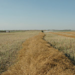 Canola swaths on my
Dundurn farm August 31, 2015
.