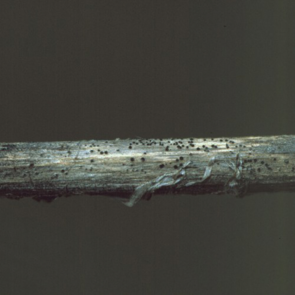 Black discolouration in the stem’s cross section is a sign of blackleg.
