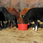 Maintaining good nutrition with products such as protein blocks helps cattle as they head into winter.