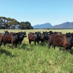 Time will tell if the Aussie beef market maintains its strength.