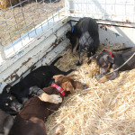 No Australian farm would be complete without at least one stock dog. This Kelpie breeder was showing the latest litter of pups available. The show also featured many livestock-handling equipment suppliers.