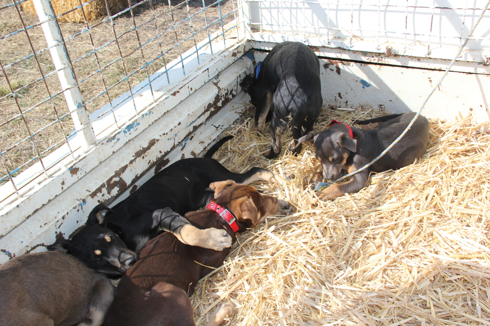 No Australian farm would be complete without at least one stock dog. This Kelpie breeder was showing the latest litter of pups available. The show also featured many livestock-handling equipment suppliers.