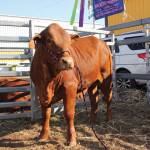This Droughtmaster heifer was one of the animals on display at the breed exhibit during the Commonwealth Bank AgQuip event in Australia in August.
