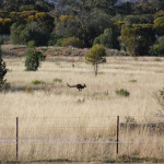 The agricultural perspective from down under