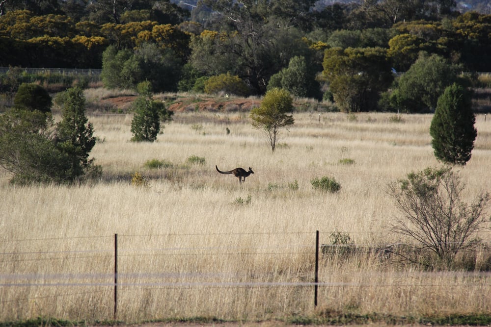 The agricultural perspective from down under