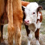 Money to be made in creep feeding calves